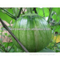 Super Good Taste China Hybrid Pumpkin Seeds For Planting